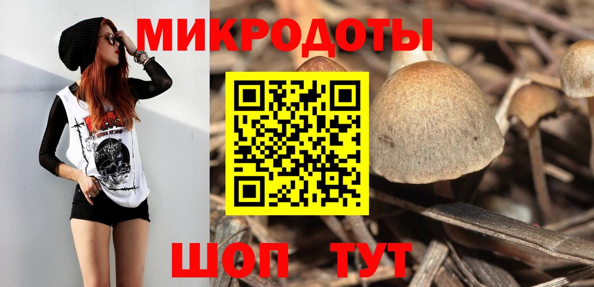 Псилоцибиновые грибы Psilocybe Кудрово